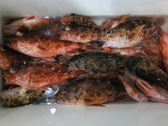 カサゴの釣果