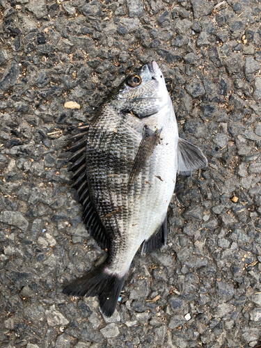 クロダイの釣果