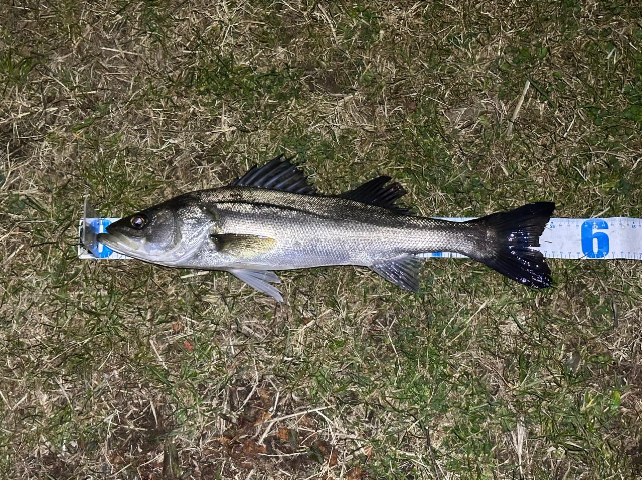 DAIWA 20ラテオ モバイル 90ML-4の最安値・インプレ・釣果 | 本音の