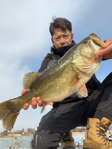 熊野川（新宮川）河口で釣れたブラックバスの釣り・釣果情報