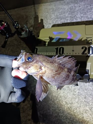 メバルの釣果