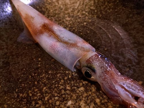 ヤリイカの釣果