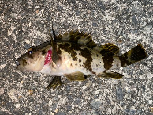 メバルの釣果