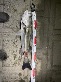 シーバスの釣果