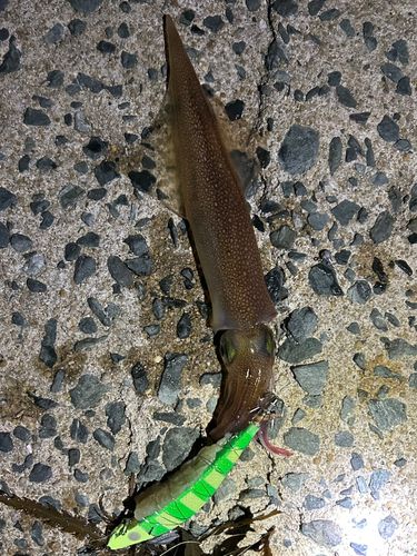 ササイカの釣果