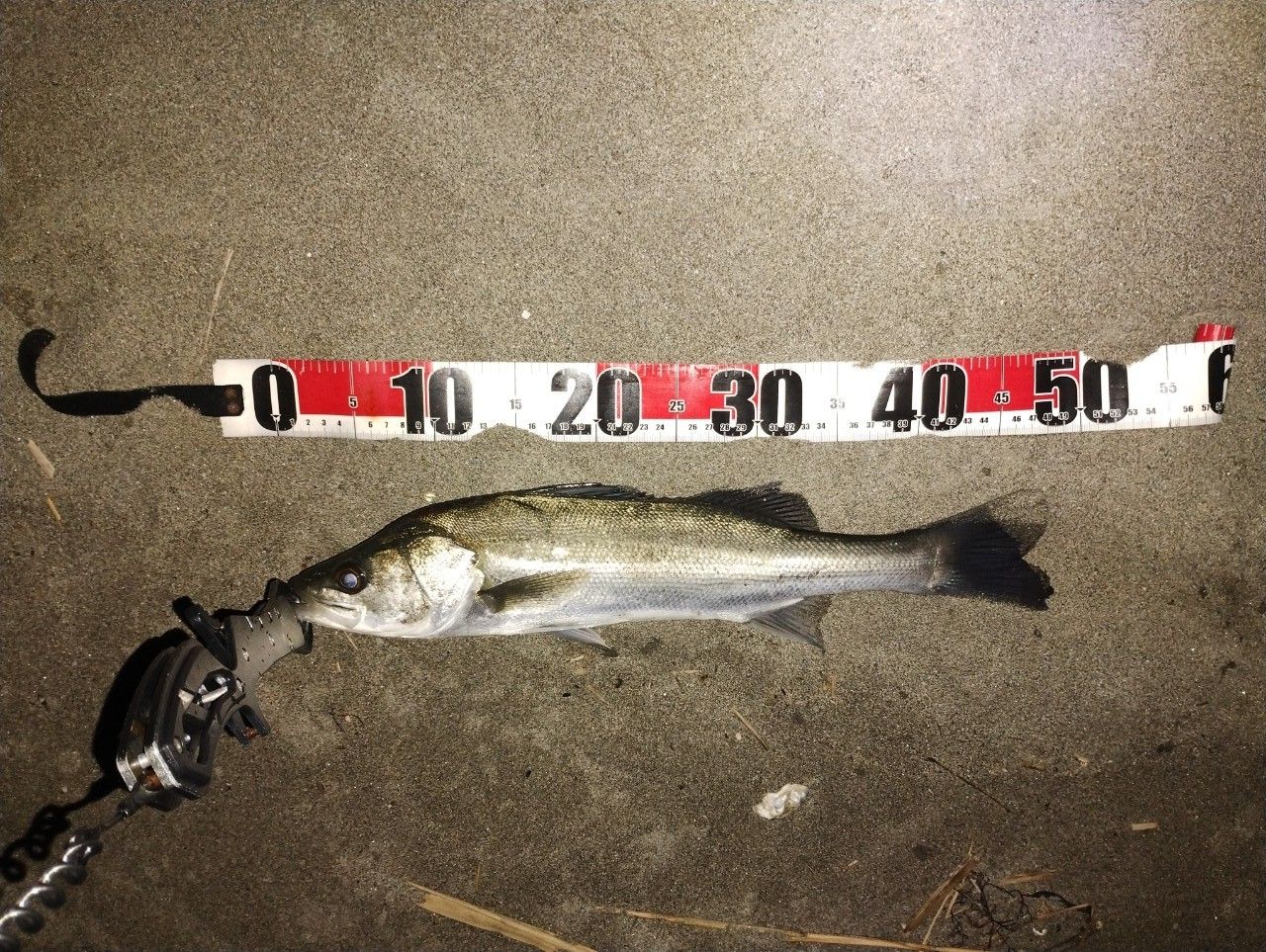 SHIMANO 18ステラ 3000MHGの最安値・インプレ・釣果 | 本音の口コミが