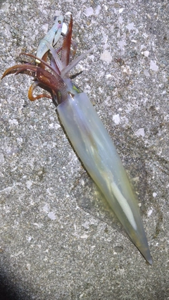 ヤリイカの釣果