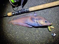 エゾイソアイナメの釣果