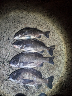 クロダイの釣果