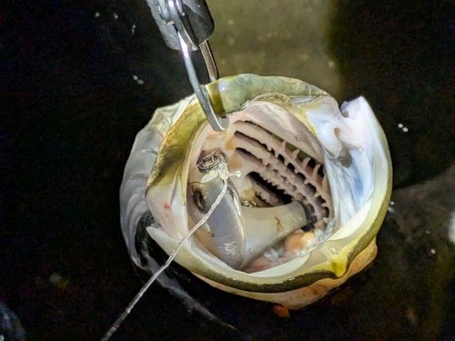 アカメの釣果