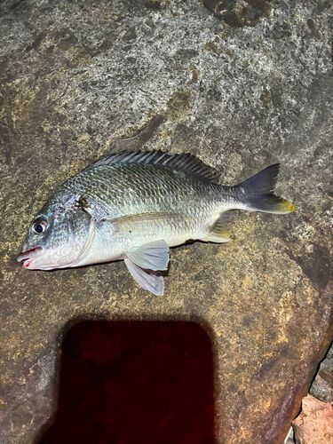 宮崎県の釣果・釣り場情報【2026年最新】 - アングラーズ | 釣果600万