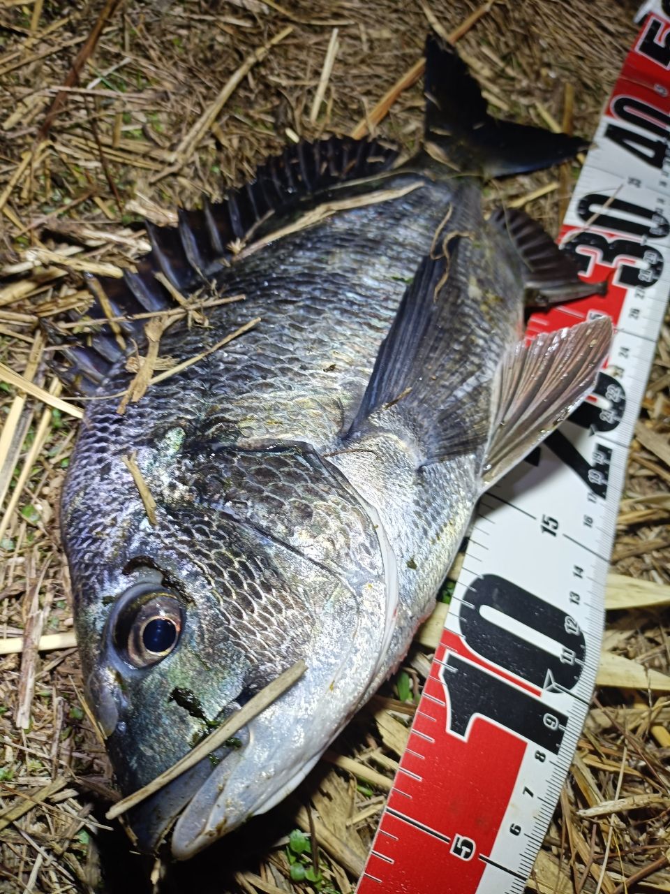 DAIWA 19ラテオ R 100MLの最安値・インプレ・釣果 | 本音の口コミが