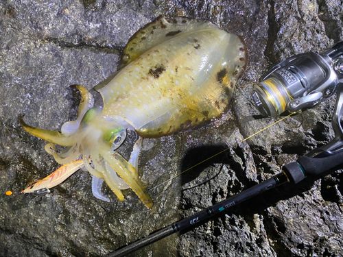 アオリイカの釣果