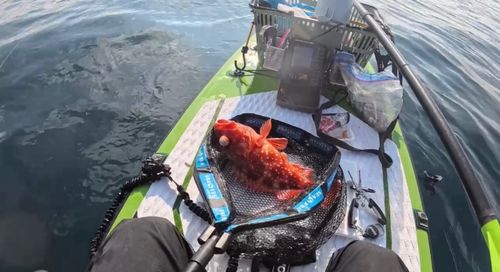 アマダイの釣果