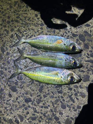 メアジの釣果