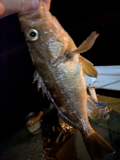 エゾメバルの釣果