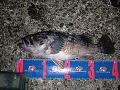 クロソイの釣果