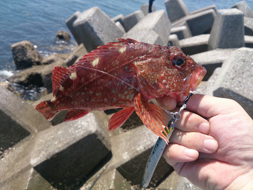 カサゴの釣果