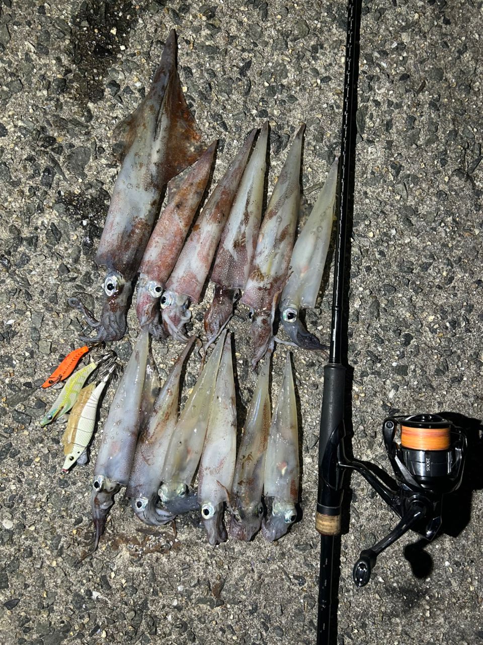 SHIMANO 17セフィア CI4+ S803MLの最安値・インプレ・釣果 | 本音の