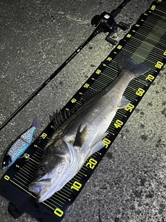 シーバスの釣果