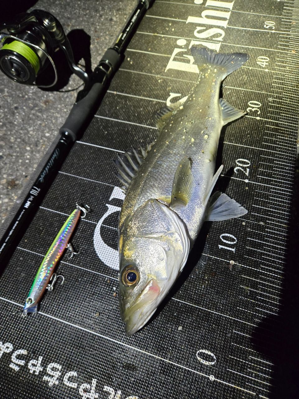 DAIWA 24セルテート LT3000-XHの最安値・インプレ・釣果 | 本音の