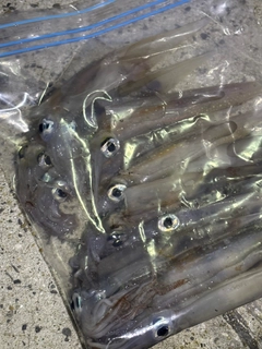 ケンサキイカの釣果