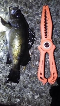 クロメバルの釣果