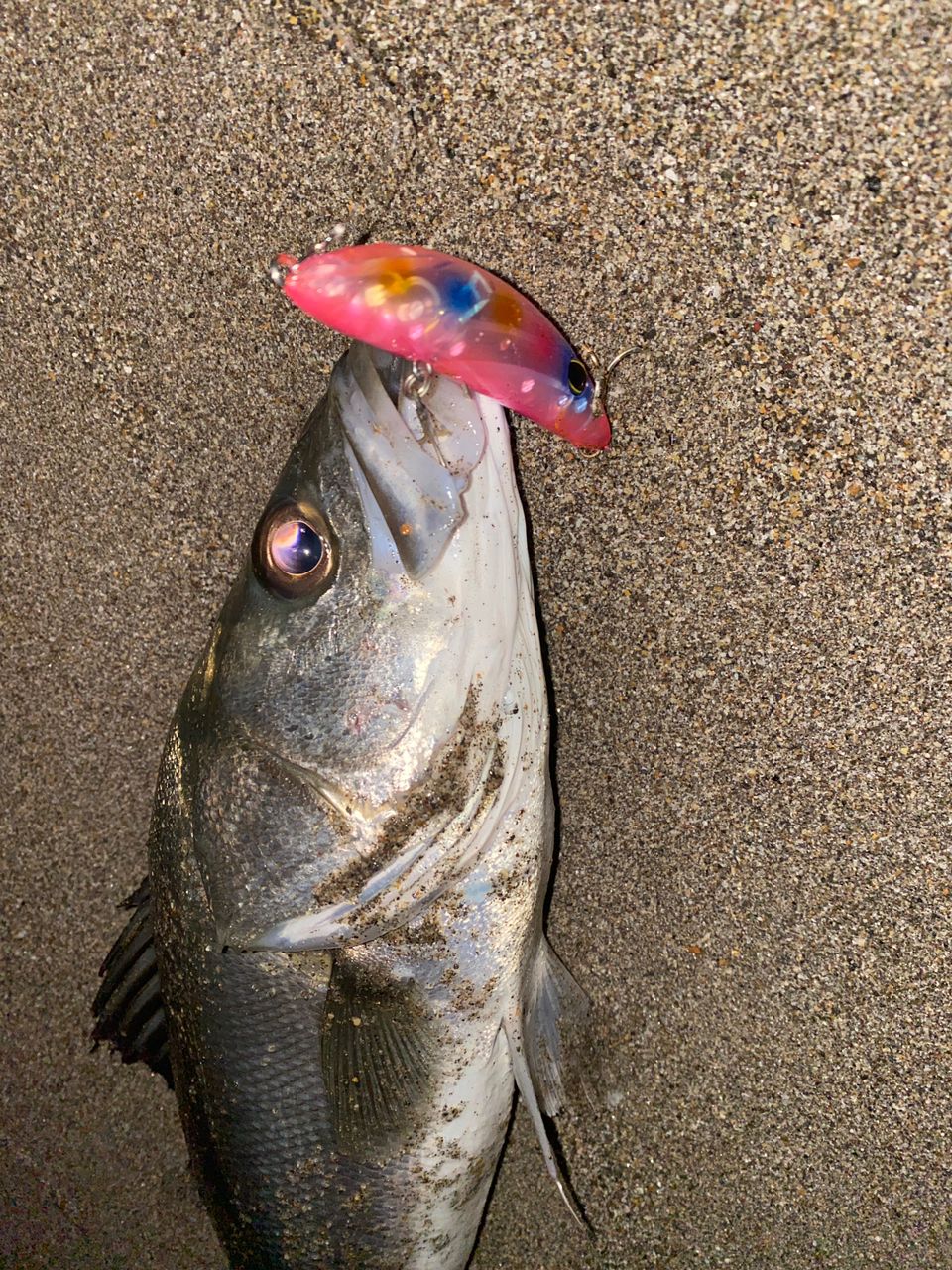 DAIWA 23レガリス LT2500S-DHの最安値・インプレ・釣果 | 本音の口コミ