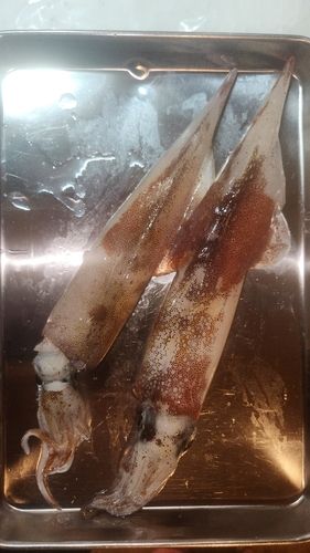 ササイカの釣果