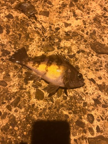 釣果