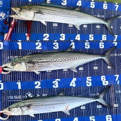 サワラの釣果