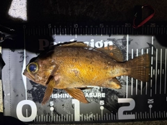 メバルの釣果