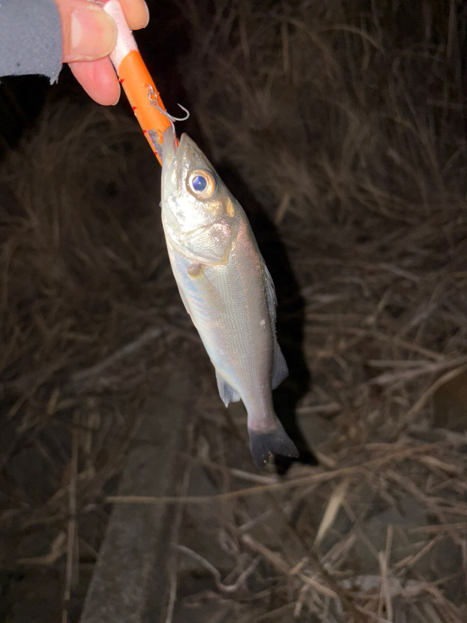 SHIMANO 18ステラ 3000MHGの最安値・インプレ・釣果 | 本音の口コミが