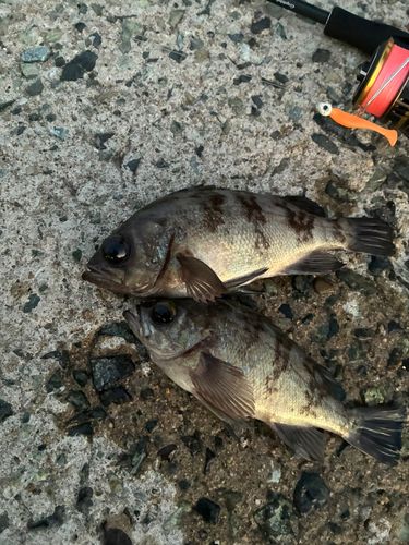 釣果一覧】福岡県で釣れたメバル - アングラーズ | 釣果600万件の