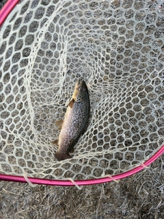 ブラウントラウトの釣果