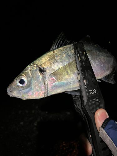 マアジの釣果