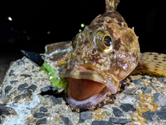 アラカブの釣果