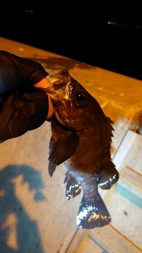 メバルの釣果
