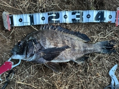 クロダイの釣果