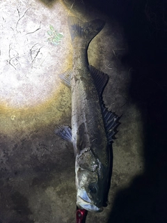 セイゴ（マルスズキ）の釣果