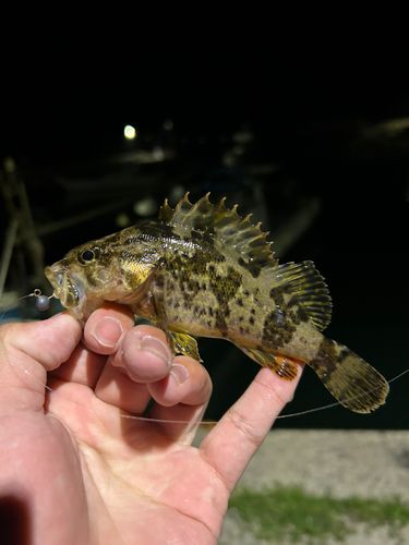 釣果一覧】福岡県で釣れたメバル - アングラーズ | 釣果600万件の
