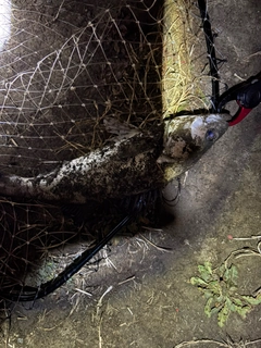セイゴ（マルスズキ）の釣果