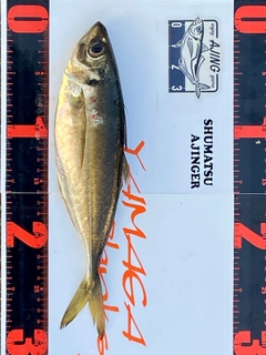 マアジの釣果