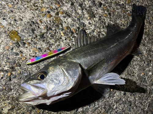シーバスの釣果