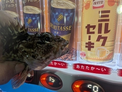 ガシラの釣果