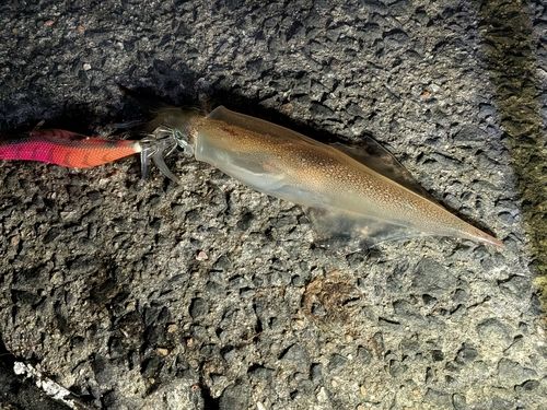 ヤリイカの釣果
