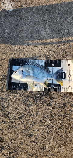 キビレの釣果