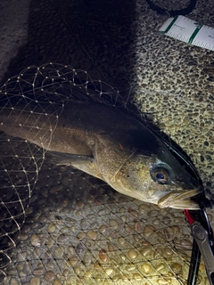 スズキの釣果