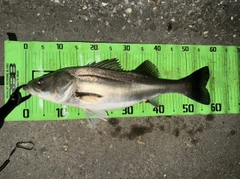 シーバスの釣果