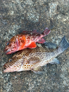 オオモンハタの釣果